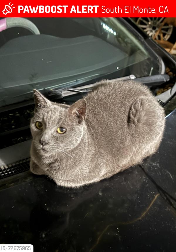 Lost Male Cat last seen South El Monte high school back entrance, South El Monte, CA 91733