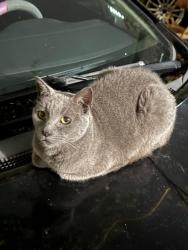 Lost Male Cat last seen South El Monte high school back entrance, South El Monte, CA 91733