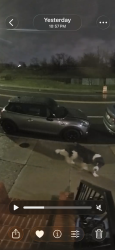 Found/Stray Unknown Dog last seen Traveling Southbound 1000 Blk N Patterson Park Ave between E Chase and E Eager streets , Baltimore, MD 21205