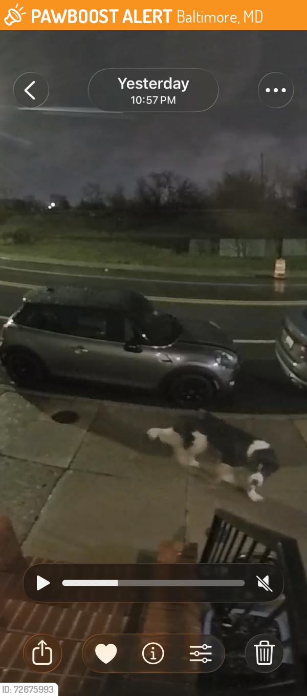 Found/Stray Unknown Dog last seen Traveling Southbound 1000 Blk N Patterson Park Ave between E Chase and E Eager streets , Baltimore, MD 21205