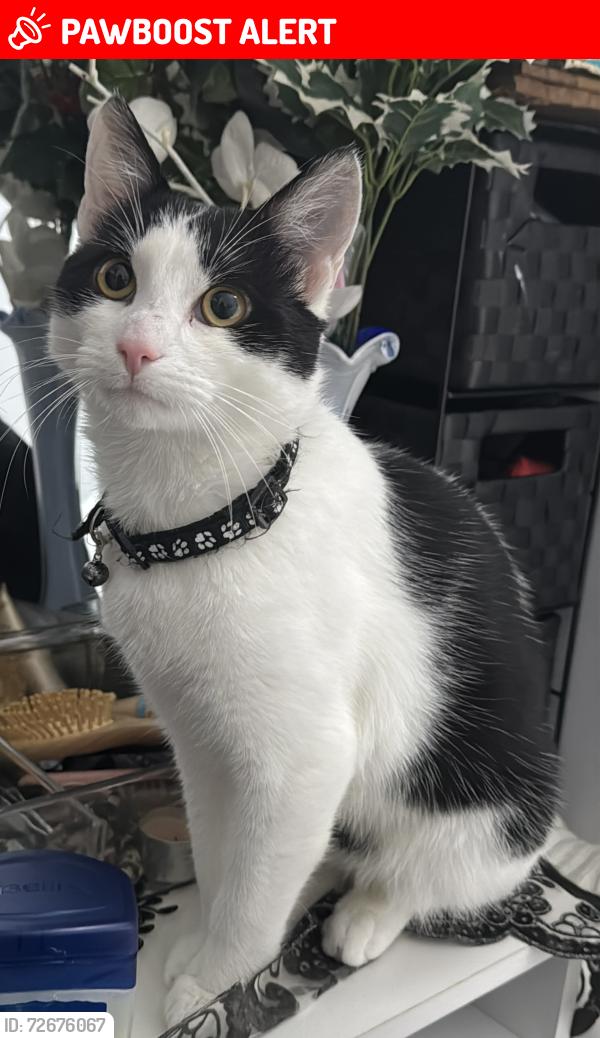 Lost Male Cat last seen , Nottingham, England NG7 5GN