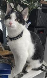 Lost Male Cat last seen  , Nottingham, England NG7 5GN