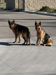Found/Stray Unknown Dog last seen Near silica dr, Victorville, CA 92395