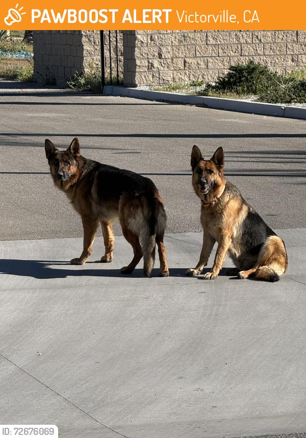 Found/Stray Unknown Dog last seen Near silica dr, Victorville, CA 92395