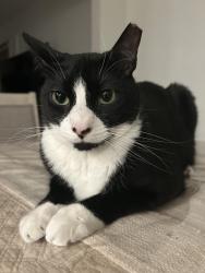 Lost Male Cat last seen Depot Road , Huntington Station, NY 11746