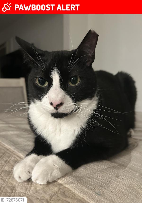 Lost Male Cat last seen Depot Road , Huntington Station, NY 11746