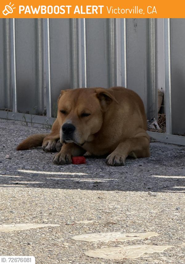 Found/Stray Unknown Dog last seen Near silica dr, Victorville, CA 92395