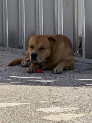 Found/Stray Unknown Dog last seen Near silica dr, Victorville, CA 92395