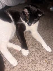 Lost Male Cat last seen in the front inside the gates of public storage , Harris County, TX 77346