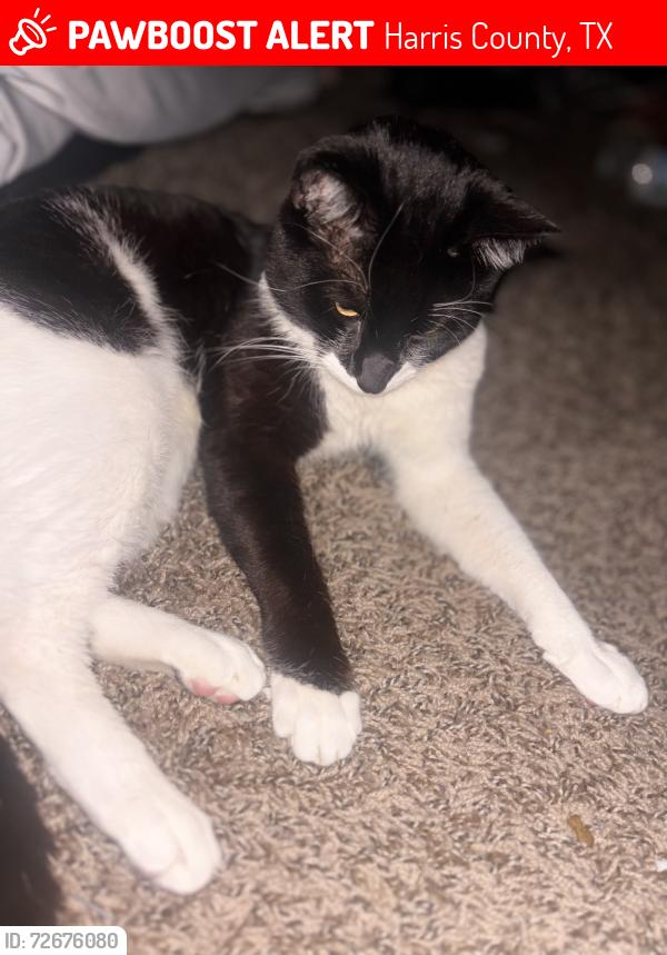 Lost Male Cat last seen in the front inside the gates of public storage , Harris County, TX 77346
