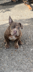 Lost Male Dog last seen Alicia’s steam Academy on Toulon Dr 70816 near cedarcredt, Baton Rouge, LA 70816
