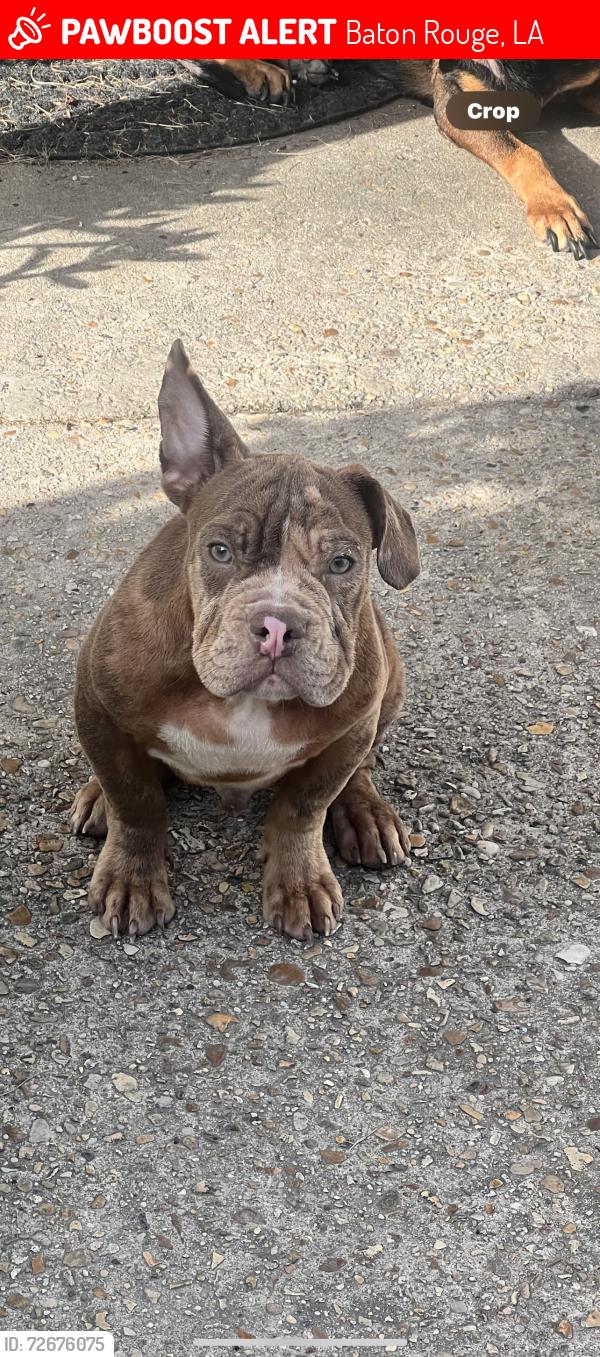 Lost Male Dog last seen Alicia’s steam Academy on Toulon Dr 70816 near cedarcredt, Baton Rouge, LA 70816