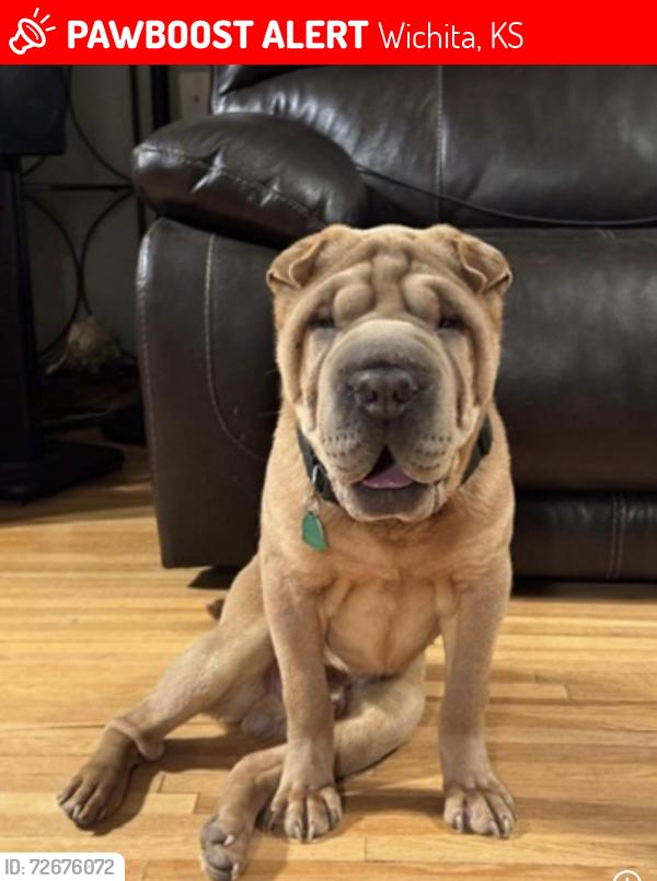 Lost Male Dog last seen Douglas and Mc Lean across the bridge west side, Wichita, KS 67203