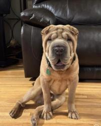 Lost Male Dog last seen Douglas and Mc Lean across the bridge west side, Wichita, KS 67203