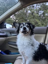 Lost Male Dog last seen Bay Street, crooked can brewery, Winter Garden, FL 34787