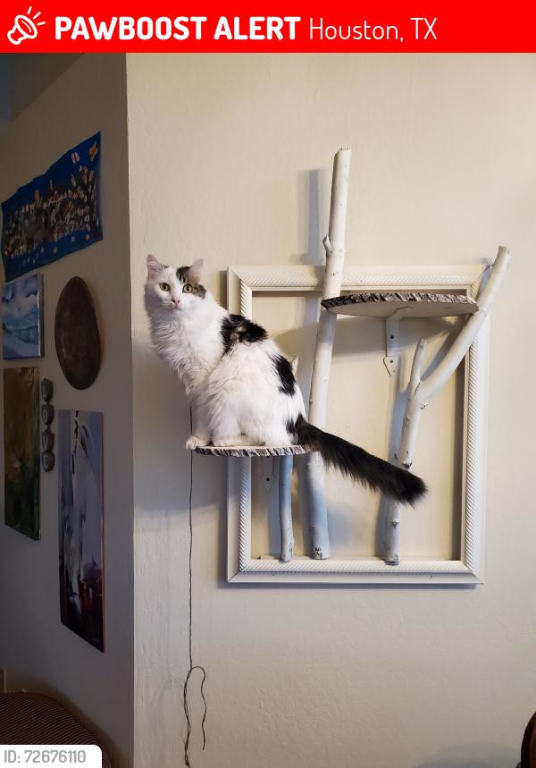 Lost Male Cat last seen Pebble Springs Dr, Houston, TX 77066