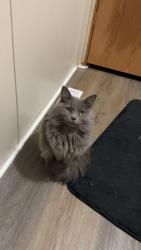 Lost Female Cat last seen stone gate mobile  neighborhood , Wichita, KS 67216