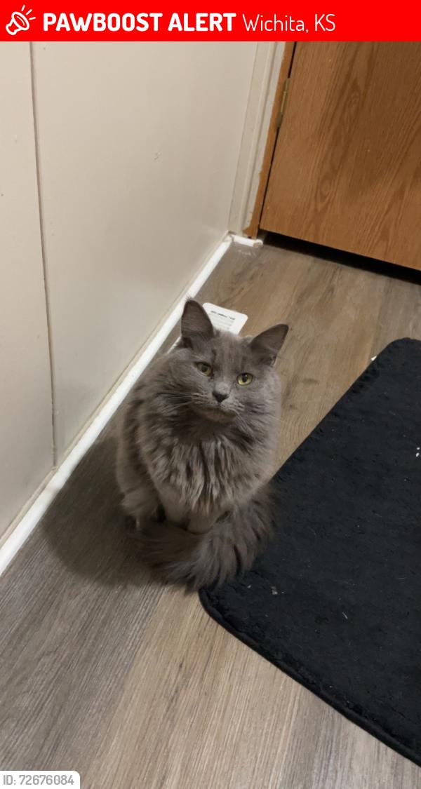 Lost Female Cat last seen stone gate mobile  neighborhood , Wichita, KS 67216