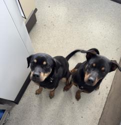Found/Stray Male Dog last seen HEB Richmond , Richmond, TX 77469