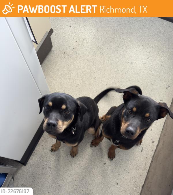 Found/Stray Male Dog last seen HEB Richmond , Richmond, TX 77469