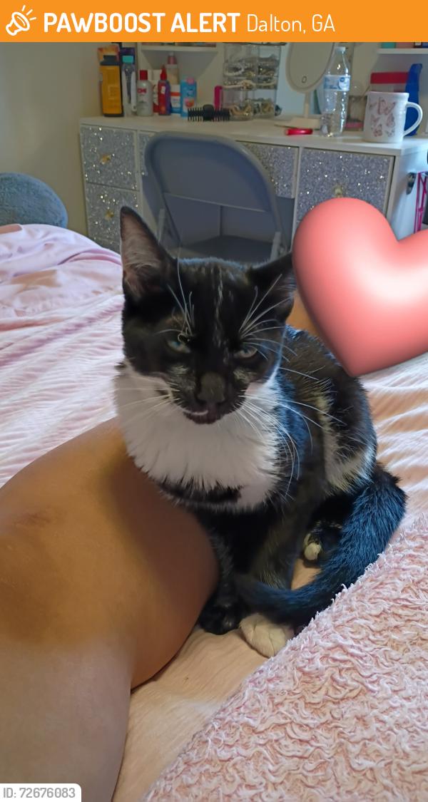 Found/Stray Male Cat last seen Underwood lodge, Dalton, GA 30721