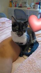 Found/Stray Male Cat last seen Underwood lodge, Dalton, GA 30721