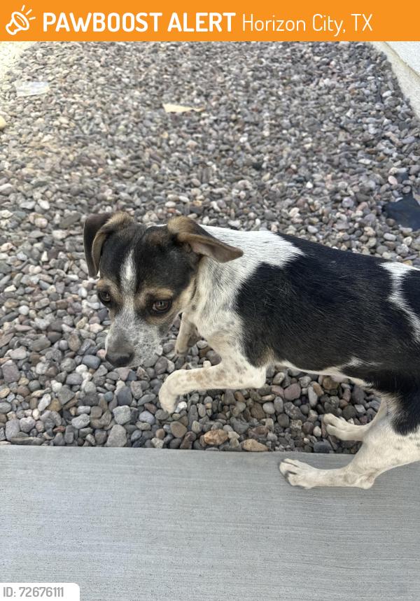 Found/Stray Unknown Dog last seen Jeff winton street , Horizon City, TX 79928