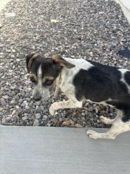 Found/Stray Unknown Dog last seen Jeff winton street , Horizon City, TX 79928