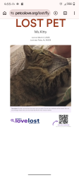 Lost Female Cat last seen Dolphin Mobile  park , Foley, AL 36535