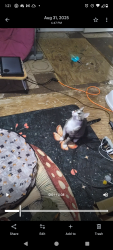 Lost Male Cat last seen Callisburg highschool , Callisburg, TX 76240
