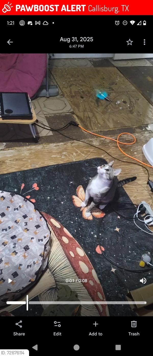 Lost Male Cat last seen Callisburg highschool, Callisburg, TX 76240