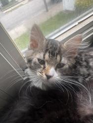 Lost Female Cat last seen Dunkin, Providence, RI 02903