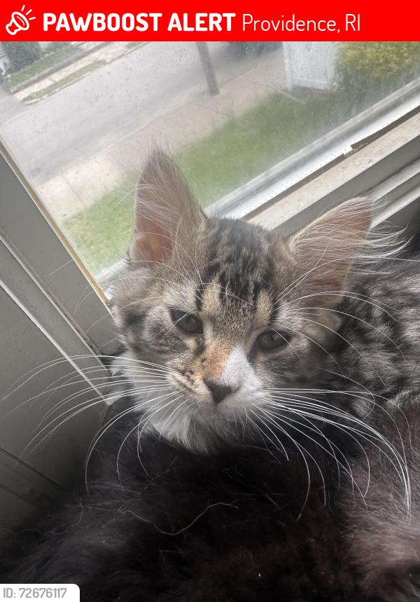Lost Female Cat last seen Dunkin, Providence, RI 02903