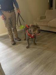Found/Stray Male Dog last seen Line rd and 24/27, Cameron, NC 28326