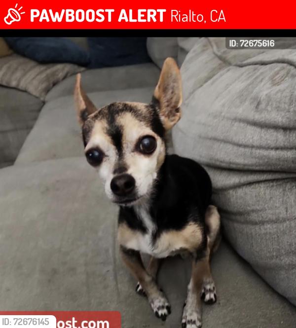 Lost Male Dog last seen Cactus ave, Rialto, CA 92376