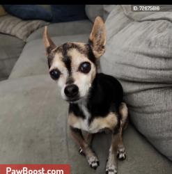 Lost Male Dog last seen Cactus ave, Rialto, CA 92376