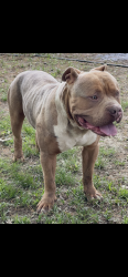 Lost Female Dog last seen Near bishops hill dr, Memphis, TN 38128