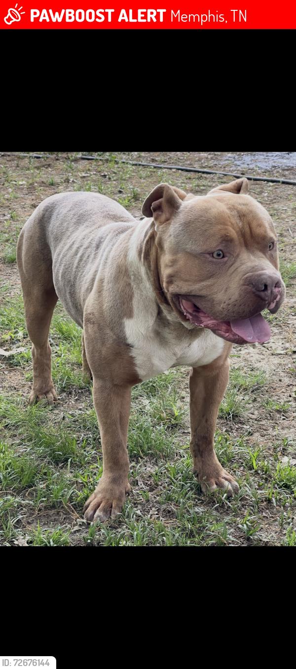 Lost Female Dog last seen Near bishops hill dr, Memphis, TN 38128