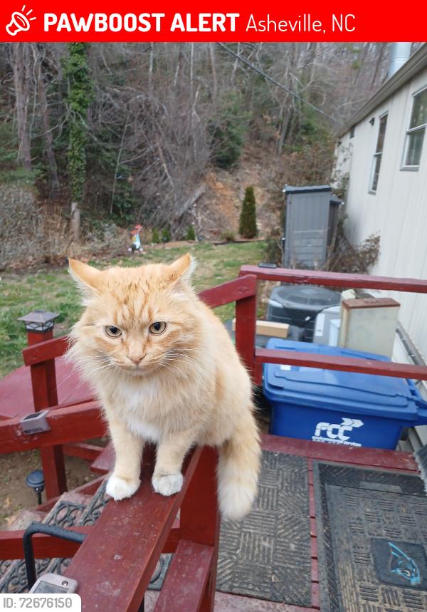 Lost Male Cat last seen Charlotte Hwy, Asheville, NC 28803