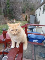 Lost Male Cat last seen Charlotte Hwy, Asheville, NC 28803