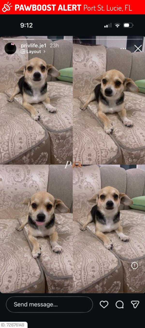 Lost Male Dog last seen se carnation rd , Port St. Lucie, FL 34952