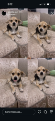Lost Male Dog last seen se carnation rd , Port St. Lucie, FL 34952