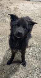 Found/Stray Male Dog last seen On Portsmouth ByWay, Portsmouth, OH 45662