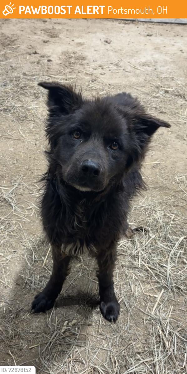 Found/Stray Male Dog last seen On Portsmouth ByWay, Portsmouth, OH 45662