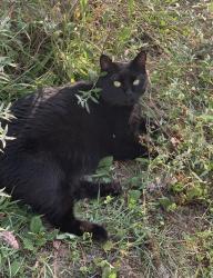 Lost Male Cat last seen Milway Rd & Serpentine Rd, Irmo, SC 29063