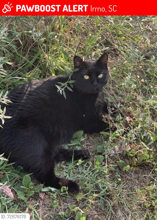 Lost Male Cat last seen Milway Rd & Serpentine Rd, Irmo, SC 29063