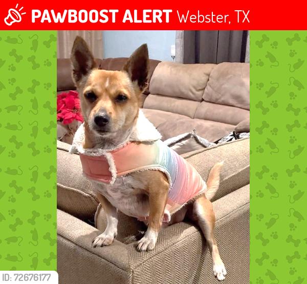 Lost Male Dog last seen State Highway 3 and Dixie St, Webster, TX 77598