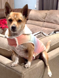 Lost Male Dog last seen State Highway 3 and Dixie St, Webster, TX 77598