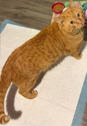 Lost Male Cat last seen 1-40 East exit 274-276, Durham, NC 27713