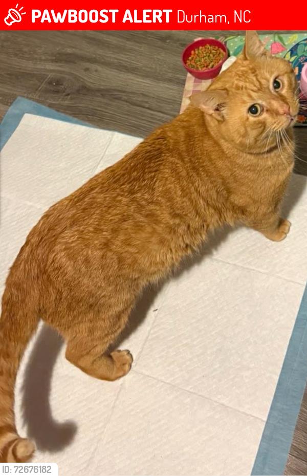 Lost Male Cat last seen 1-40 East exit 274-276, Durham, NC 27713